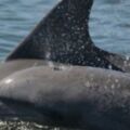 英吉利海峽海豚受有毒污染物之害 繁殖率下降