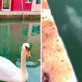 新冠肺炎讓「威尼斯運河」首度變清澈！　居民實拍魚群、天鵝…連海豚都回來了