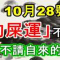 10月28號起「狗屎運」不停，橫財不請自來的生肖