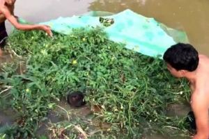 男子發現池塘邊的水草裡有動靜，撈上來一看卻把他樂壞了，這下要發財啦！