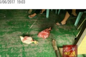 這批准備入會的男女猶如黑社會電影般，准備斬雞取血，再由入會成員飲雞血，以進行入會儀式，但儀式未進行即被警方圍捕