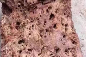 這名男子花72萬買下「布滿蟲眼」的黃花梨，當他切開後...在場的人都驚呆了！