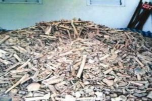 慟！台南新化找到「三千具」1915年日本警斬殺台灣人的枯骨！