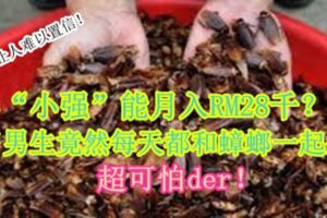 【養「小強」能月入RM28千？！】簡直讓人難以置信！20歲男生竟然每天都和蟑螂一起生活，超可怕der！