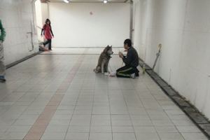 他在地下道看到「哈士奇慢慢走向遊民」，下一秒遊民「跪地做出這件事」害他瞬間爆淚！