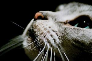 貓咪一生會說一次人話？日本民間流傳的關於貓咪的5個神秘傳說！