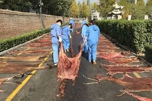 每年殺4百萬頭驢，阿膠是這樣被生產的，你還吃嗎？