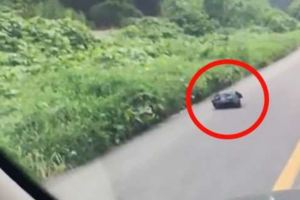 她在路上發現「黑色塑膠袋正在不停移動」，下車打開一看…她簡直不敢相信自己的雙眼！