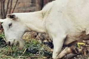 松原母羊下跪視頻火爆了，在網路上瘋傳，讓人們不得不再次回顧動物種種下跪"事件