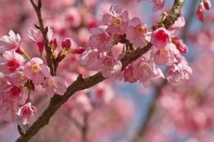 2018賞櫻景點攻略⋯全台最美粉紅櫻花海都在這！