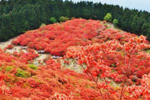 夢幻花海美到不像真的日本六大杜鵑花景點