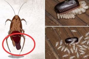 蟑螂一次產卵數百隻，你家床底一定有！「幾招」消滅蟑螂卵，必學招式！