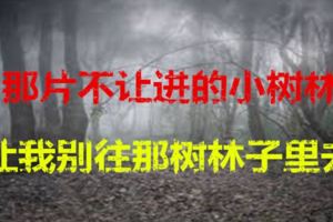 那片不讓進的小樹林。。