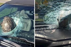 衰男上班「烏龜從天空飛來」撞爆擋風玻璃　老闆看完「現場悲劇照」無條件准假！