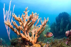 科學家意外發現讓珊瑚的生長速度快40倍暴風式的方法