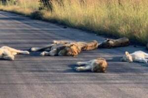 國家公園封閉沒遊客…獅獅一家「爽躺馬路曬太陽」：悠閒的午覺超棒der～