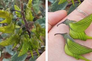 一片片在飛舞！奇特花卉「長成了蜂鳥」　專家：自然界的美麗巧合