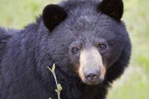 野生大黑熊突靠近！5人1熊淡定同桌還抹花生醬餵牠吃