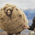 為了不被剃毛，這隻羊踏上逃亡之旅，一逃就是6年… 最後，它成了紐西蘭的傳說…