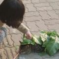 貓咪太陽下睡覺，小女孩怕貓著涼給她蓋了這種綠被子，笑哭
