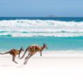 西澳嫵媚海岸線．珀斯自然界探險