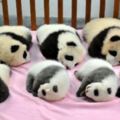 你以為這間熊貓幼兒園只是幻想出來的？錯了…世界上真的有這間幼兒園的存在！
