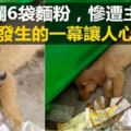 金毛咬爛6袋麵粉，慘遭主人棍打，接下來發生的一幕讓人心痛不已