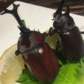 日本「珍獸屋」推出甲蟲料理大家都以為是蛋糕，怎知他們卻說「是飼養的甲蟲」可以吃…