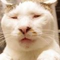 醜到炸掉！這隻被網友稱為「360度全死角世界最醜」的貓咪，保證令你過目難忘！