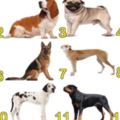 心理學家：12隻狗狗-揭示你的性格