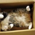 15張可愛的箱子貓！也一起分享你的箱子貓....