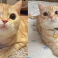 這隻小橘貓一臉不高興：大家都說我橘愛吃，但我只是一隻小可愛啊！