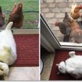 雞界妙禪！「胖貓皇」什麼都不必做就有雞群來膜拜，每天的日子就是躺著接受讚嘆！