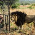 攝影師把自己關在籠裡拍攝一群成年的獅子，但接下來「籠子外出現的那個人」卻讓他停住了呼吸…