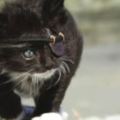堅強小貓咪在愛心人士的照料下健康成長，活活像一隻加勒比海喵