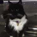 英國一火車站有隻黑貓警長專門負責抓老鼠，因為愛崗敬業還陞官了