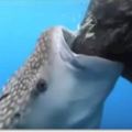 這隻聰明鯨鯊發現「捕魚網有洞」，馬上「快速狂吸」吃超爽！網友笑噴：「吸塵器喔！」(有片)