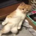 奶貓滿眼愁苦的站在貓砂盆裡，主人不知道怎麼回事，直到問了朋友