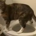 破案了！貓咪上完廁所，在家都是這樣擦屁股的，心疼鏟屎官家地毯