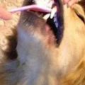 狗狗每天自己刷牙，抱著牙刷的樣子簡直萌翻了