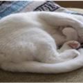 可愛炸！貓咪捂臉睡覺到底因為啥？