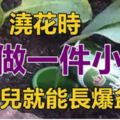 家居養花：養花從小處入手，澆花只要「多做一件小事」，花兒就能長爆盆！&阿公阿嬤「剝荔枝」的傳統方法，簡單又不沾手，年輕人看的目瞪口呆！