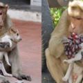猴子媽媽將狗寶寶「當作自己兒子一樣照顧」，食物都先讓狗狗吃的畫面大家動容！