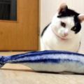 網友給家貓買來魚抱枕，貓咪小心翼翼的聞了聞，然後伸出貓爪...