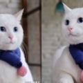 白貓每天帶著主人買的漂亮圍巾，美得像隻像只可愛的小公舉