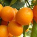 金橘有哪些健康上的好處？