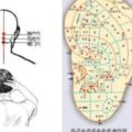 一身之氣貫於耳，耳朵這顆「養生丹」每天十分鐘，通暢全身氣血