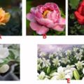 下面這5朵花你最喜歡哪一朵，測你人生的貴人