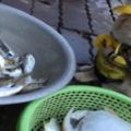 越南的街頭一隻「賣魚」的貓咪，意外地爆紅網路，造型太可愛