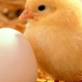 雞肉含抗生素恐引發腎臟、泌尿道病變？烹調3步驟避免腎毒上身